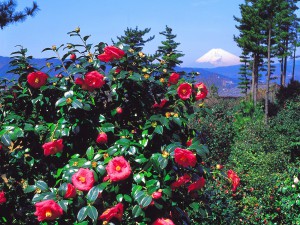 小室山公園つばき園01