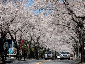 伊豆高原桜並木01