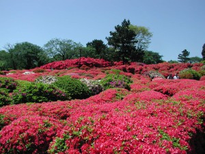 小室山公園つつじ園09