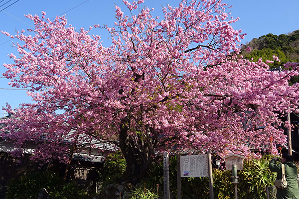 河津桜