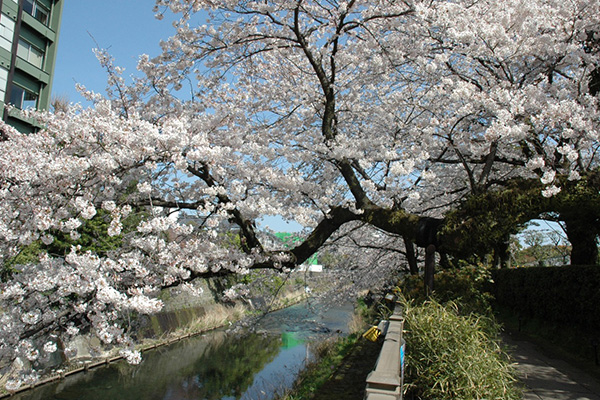 伊東小涌園周辺の桜スポット