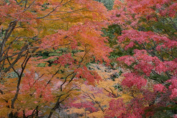 伊東の紅葉